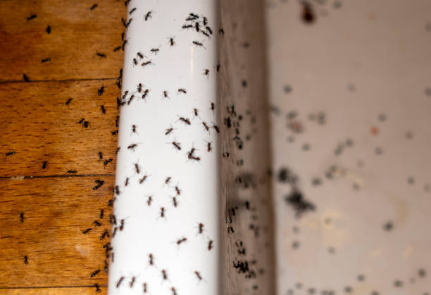 Best Wildlife Control Services  in Newton, KS